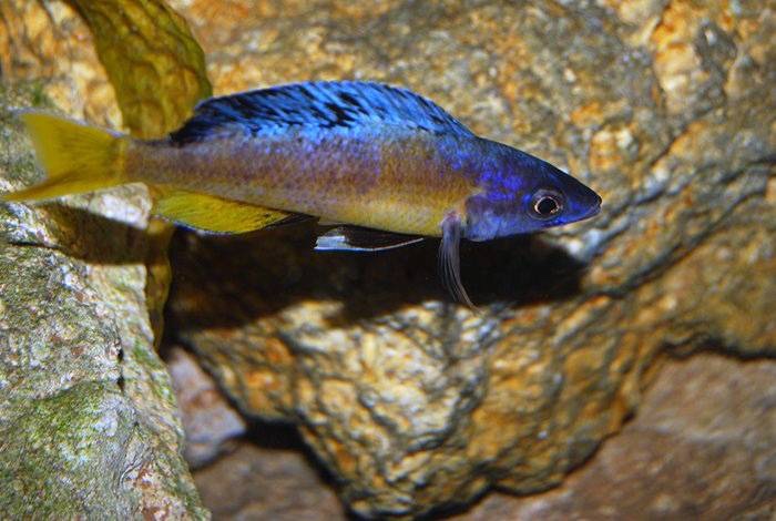 Cyprichromis sp. 'brilliant jumbo' Kitumba